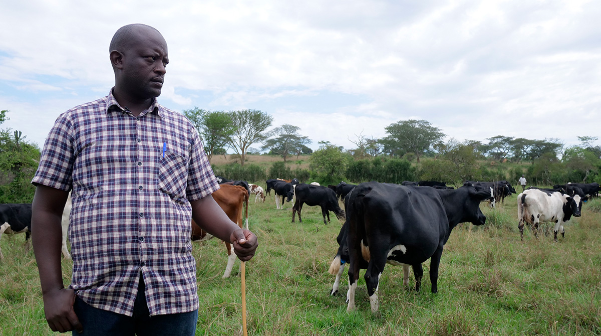 The farmers are trained on several cattle management techniques