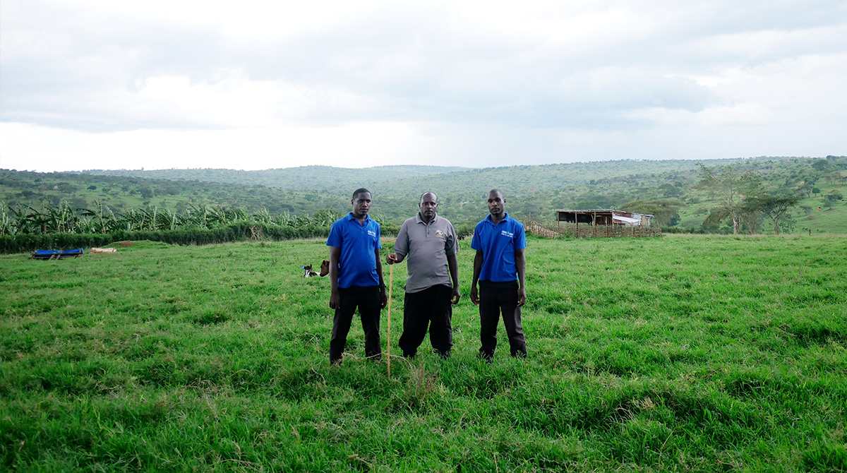 The beautiful green pastures of Mbarara where grazing cows get their much needed natural source of food.