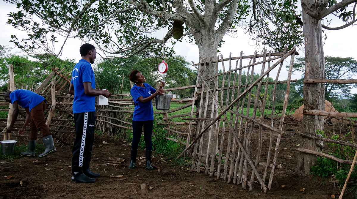 The Lead Farms are provided with weighing scales for checking the yield. Since the beginning of the program farmers have seen an increase in yield from 20% to even 80% in some cases.