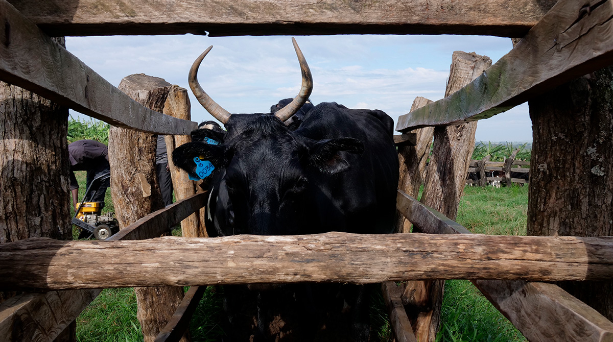 Cattle lining up in a Spray race