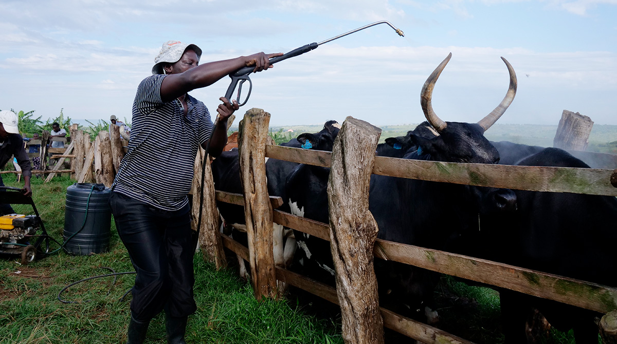 Cattle being sprayed with parasites for protection from flies, ticks, fleas, mosquitoes etc.