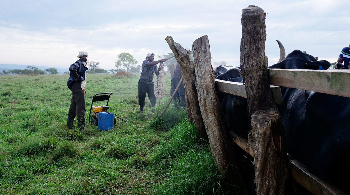 Cattle being sprayed with parasiticide for protection from flies, ticks, fleas, mosquitoes etc.