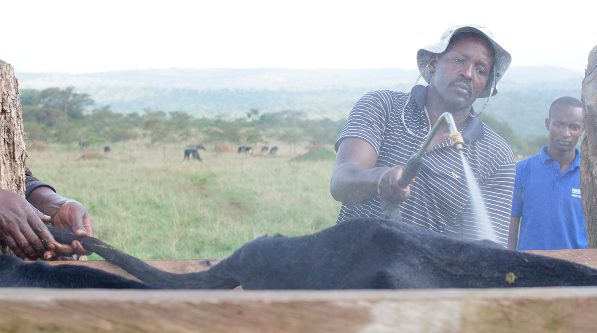 Cattle being sprayed with parasiticides for protection from flies, ticks, fleas, mosquitoes etc.