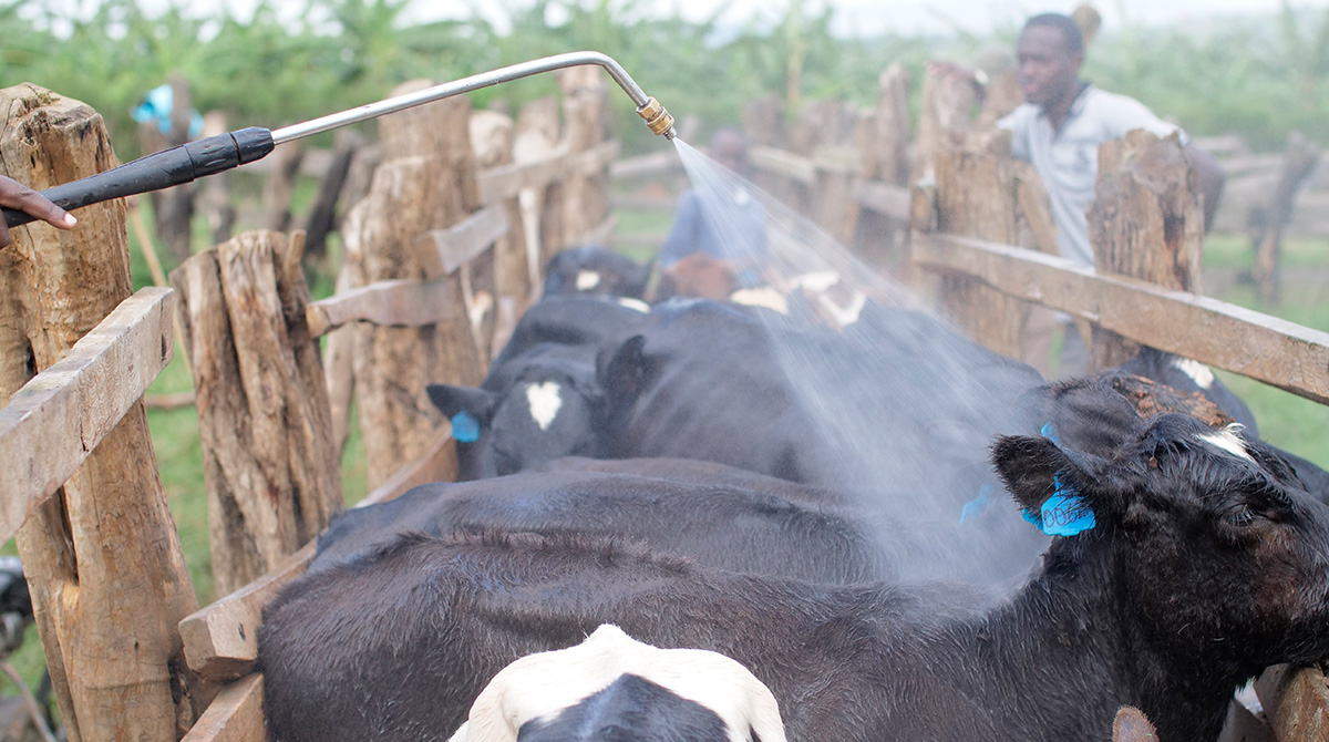 Cattle being sprayed with parasiticides for protection from flies, ticks, fleas, mosquitoes etc.