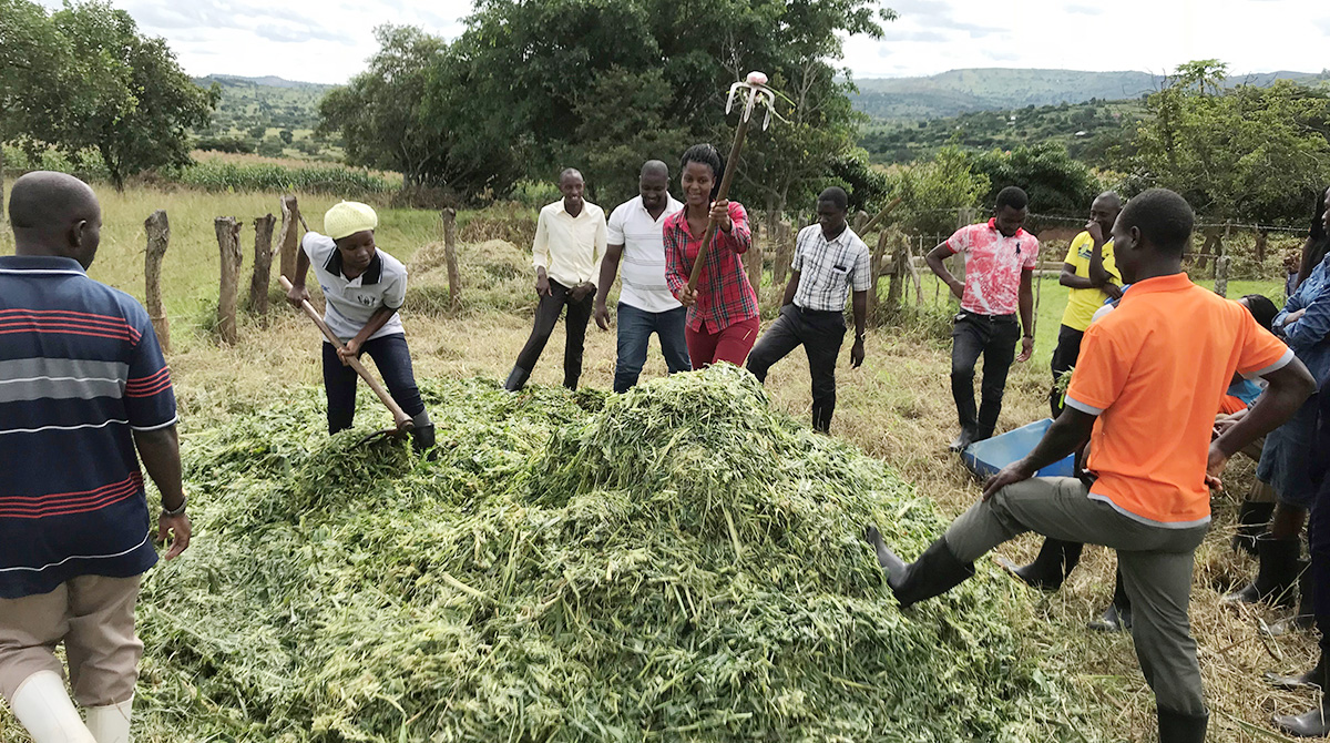 DDEs chopping harvested Napier crops in the farm as part of their training