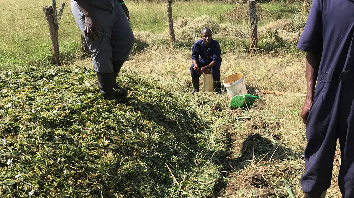 The DDEs preparing the Silage by putting molasses on it, digging a trench around it and finally covering the silage with soil.